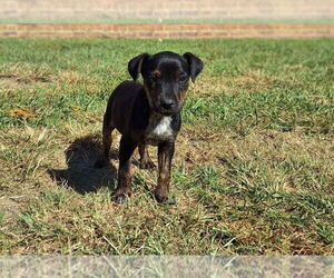 Mutt Dogs for adoption in Sanford, FL, USA