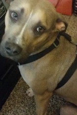 Medium Photo #1 Bulldog-Unknown Mix Puppy For Sale in Decatur, GA, USA