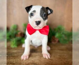 American Staffordshire Terrier Dogs for adoption in Fredericksburg, TX, USA