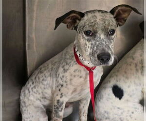 Mutt Dogs for adoption in Riverside, CA, USA