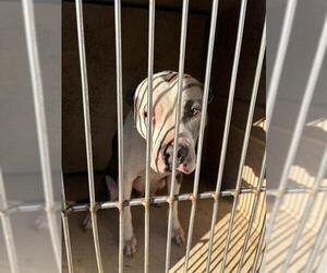 American Pit Bull Terrier-Unknown Mix Dogs for adoption in Oklahoma City, OK, USA
