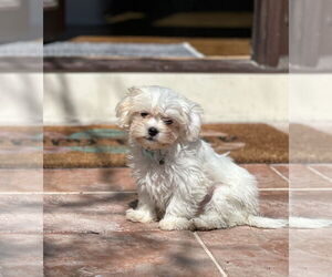 Shih Tzu Dogs for adoption in Wheaton, IL, USA