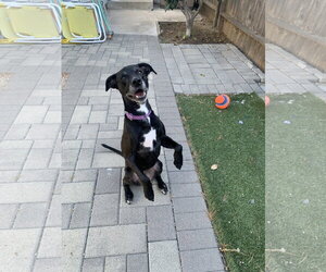 Labrador Retriever-Unknown Mix Dogs for adoption in San Diego, CA, USA