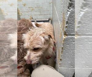 Cairn Terrier-Unknown Mix Dogs for adoption in Stockton, CA, USA