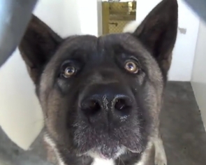 Akita Dogs for adoption in Dana Point, CA, USA