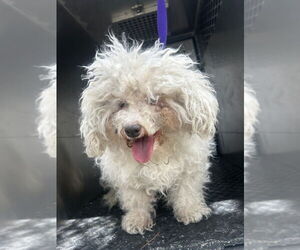 Bichon Frise Dogs for adoption in Rancho Cucamonga, CA, USA