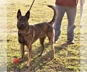 - Mix Dogs for adoption in Holly Hill, SC, USA