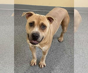 Mutt Dogs for adoption in Low Moor, VA, USA