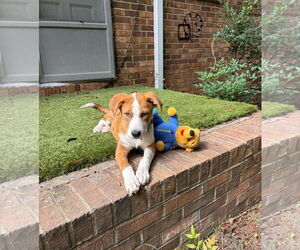 Border Collie-Unknown Mix Dogs for adoption in Mt. Laurel, NJ, USA