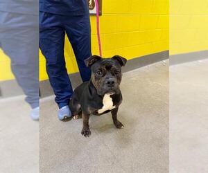 Bulldog-Unknown Mix Dogs for adoption in Forestville, MD, USA