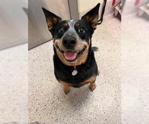 Mutt Dogs for adoption in Brighton, CO, USA
