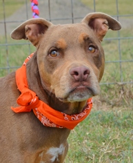 Mutt Dogs for adoption in Liverpool, TX, USA