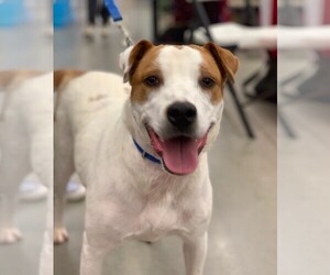  Dogs for adoption in Graniteville, SC, USA