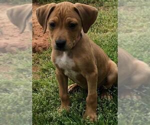 Bogle Dogs for adoption in Fayetteville, GA, USA
