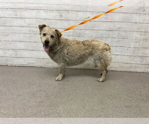 Cardigan Welsh Corgi-Unknown Mix Dogs for adoption in San Bernardino, CA, USA
