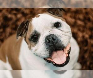 Bulldog Dogs for adoption in San Luis Rey, CA, USA