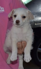 Medium Photo #1 Maltese Puppy For Sale in Simi Valley, CA, USA