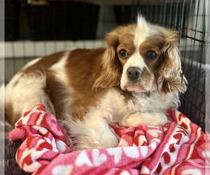 Cavalier King Charles Spaniel Dogs for adoption in Brooklyn Center, MN, USA