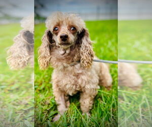 Poodle (Toy) Dogs for adoption in Pacolet, SC, USA