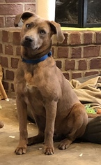 Medium Photo #1 Labrador Retriever-Unknown Mix Puppy For Sale in Ben Wheeler, TX, USA