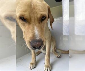 Carolina Dog-Labrador Retriever Mix Dogs for adoption in Houston, TX, USA