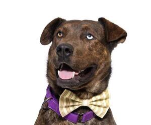 Rottweiler-Unknown Mix Dogs for adoption in Santa Maria, CA, USA