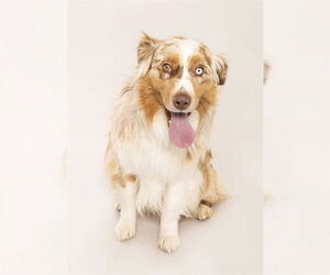 Australian Shepherd-Unknown Mix Dogs for adoption in Ogden, UT, USA