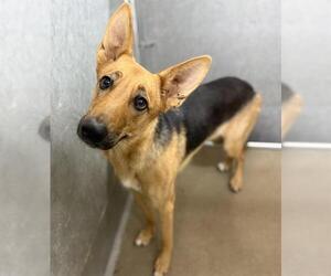 German Shepherd Dog Dogs for adoption in HESPERIA, CA, USA