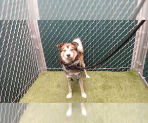 Alaskan Klee Kai Dogs for adoption in Downey, CA, USA