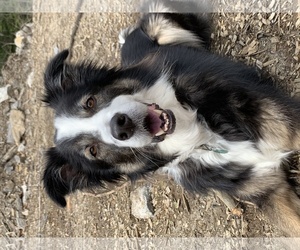 Border-Aussie Dogs for adoption in Harpswell, ME, USA