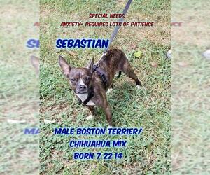 Medium Photo #1 Boston Huahua Puppy For Sale in Huddleston, VA, USA