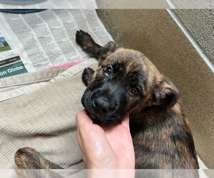 American Staffordshire Terrier-Unknown Mix Dogs for adoption in Raleigh, NC, USA