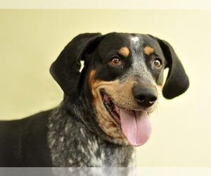 Bluetick Coonhound Dogs for adoption in Tavares, FL, USA
