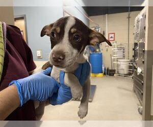 Chihuahua-Unknown Mix Dogs for adoption in Modesto, CA, USA