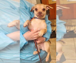 Pug-Unknown Mix Dogs for adoption in Aurora, IN, USA