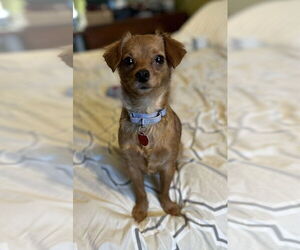 Chihuahua-Unknown Mix Dogs for adoption in Springdale, PA, USA