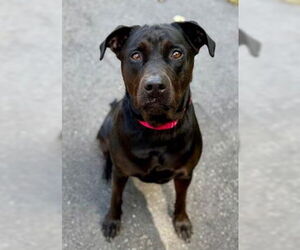 Labrottie Dogs for adoption in Dedham, MA, USA