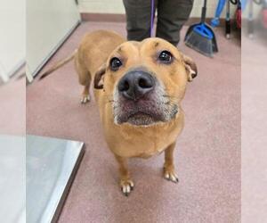 Mutt Dogs for adoption in Ogden, UT, USA