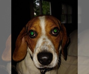 Medium Photo #1 Beagle-Unknown Mix Puppy For Sale in Cincinnati, OH, USA