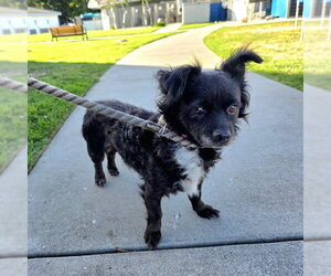 Chion Dogs for adoption in Long Beach, CA, USA