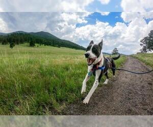 Lab-Pointer Dogs for adoption in Evergreen, CO, USA