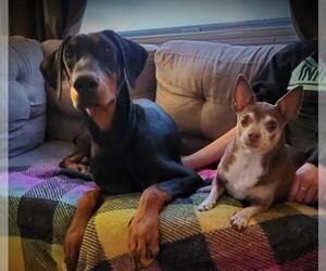 Doberman Pinscher Dogs for adoption in Detroit Lakes, MN, USA