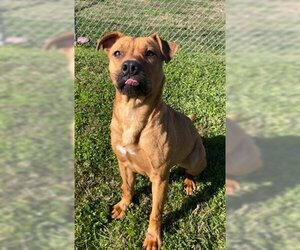 Staffordshire Bull Terrier Dogs for adoption in Rosenberg, TX, USA