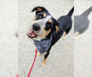 Mutt Dogs for adoption in Fenton, MO, USA