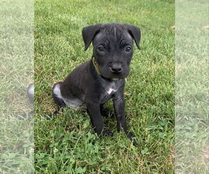 American Pit Bull Terrier-Unknown Mix Dogs for adoption in Catasauqua, PA, USA