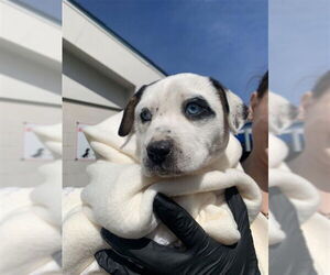Siberian Husky-Unknown Mix Dogs for adoption in Corpus Christi, TX, USA