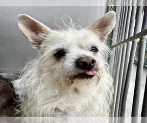Mutt Dogs for adoption in San Bernardino, CA, USA