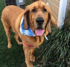 Bloodhound Dogs for adoption in Charlotte, NC, USA