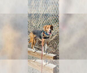 Mutt Dogs for adoption in Weaverville, NC, USA