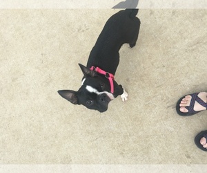 Boston Terrier Dogs for adoption in Overland Park, KS, USA